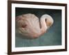 Pink Flamingo 2-Jai Johnson-Framed Giclee Print