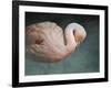 Pink Flamingo 2-Jai Johnson-Framed Giclee Print