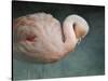 Pink Flamingo 2-Jai Johnson-Stretched Canvas