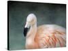 Pink Flamingo 3-Jai Johnson-Stretched Canvas