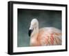 Pink Flamingo 3-Jai Johnson-Framed Giclee Print