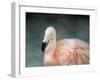 Pink Flamingo 3-Jai Johnson-Framed Giclee Print
