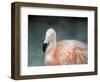 Pink Flamingo 3-Jai Johnson-Framed Giclee Print