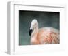 Pink Flamingo 3-Jai Johnson-Framed Giclee Print