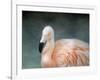 Pink Flamingo 3-Jai Johnson-Framed Giclee Print