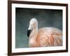 Pink Flamingo 3-Jai Johnson-Framed Giclee Print