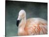 Pink Flamingo 3-Jai Johnson-Stretched Canvas