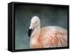 Pink Flamingo 3-Jai Johnson-Framed Stretched Canvas