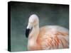 Pink Flamingo 3-Jai Johnson-Stretched Canvas