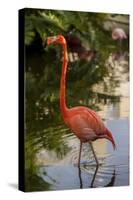 Pink Flamingo, Bavaro, Higuey, Punta Cana, Dominican Republic-Lisa S. Engelbrecht-Stretched Canvas