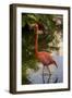 Pink Flamingo, Bavaro, Higuey, Punta Cana, Dominican Republic-Lisa S. Engelbrecht-Framed Photographic Print