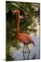 Pink Flamingo, Bavaro, Higuey, Punta Cana, Dominican Republic-Lisa S. Engelbrecht-Mounted Photographic Print