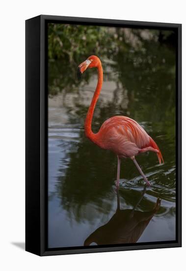 Pink Flamingo, Bavaro, Higuey, Punta Cana, Dominican Republic-Lisa S. Engelbrecht-Framed Stretched Canvas