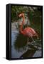 Pink Flamingo, Bavaro, Higuey, Punta Cana, Dominican Republic-Lisa S. Engelbrecht-Framed Stretched Canvas