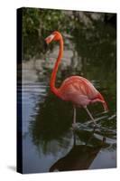 Pink Flamingo, Bavaro, Higuey, Punta Cana, Dominican Republic-Lisa S. Engelbrecht-Stretched Canvas