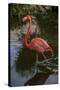 Pink Flamingo, Bavaro, Higuey, Punta Cana, Dominican Republic-Lisa S. Engelbrecht-Stretched Canvas