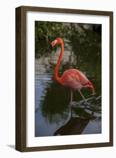 Pink Flamingo, Bavaro, Higuey, Punta Cana, Dominican Republic-Lisa S. Engelbrecht-Framed Photographic Print