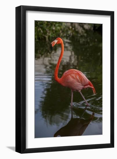 Pink Flamingo, Bavaro, Higuey, Punta Cana, Dominican Republic-Lisa S. Engelbrecht-Framed Photographic Print