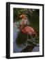 Pink Flamingo, Bavaro, Higuey, Punta Cana, Dominican Republic-Lisa S. Engelbrecht-Framed Photographic Print