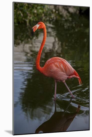 Pink Flamingo, Bavaro, Higuey, Punta Cana, Dominican Republic-Lisa S. Engelbrecht-Mounted Photographic Print