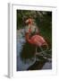 Pink Flamingo, Bavaro, Higuey, Punta Cana, Dominican Republic-Lisa S. Engelbrecht-Framed Photographic Print