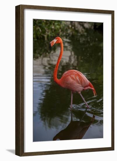 Pink Flamingo, Bavaro, Higuey, Punta Cana, Dominican Republic-Lisa S. Engelbrecht-Framed Photographic Print