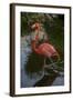 Pink Flamingo, Bavaro, Higuey, Punta Cana, Dominican Republic-Lisa S. Engelbrecht-Framed Photographic Print