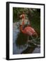 Pink Flamingo, Bavaro, Higuey, Punta Cana, Dominican Republic-Lisa S. Engelbrecht-Framed Photographic Print