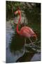 Pink Flamingo, Bavaro, Higuey, Punta Cana, Dominican Republic-Lisa S. Engelbrecht-Mounted Photographic Print