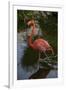 Pink Flamingo, Bavaro, Higuey, Punta Cana, Dominican Republic-Lisa S. Engelbrecht-Framed Photographic Print