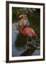 Pink Flamingo, Bavaro, Higuey, Punta Cana, Dominican Republic-Lisa S. Engelbrecht-Framed Photographic Print