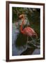 Pink Flamingo, Bavaro, Higuey, Punta Cana, Dominican Republic-Lisa S. Engelbrecht-Framed Photographic Print