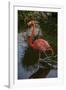 Pink Flamingo, Bavaro, Higuey, Punta Cana, Dominican Republic-Lisa S. Engelbrecht-Framed Photographic Print