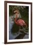 Pink Flamingo, Bavaro, Higuey, Punta Cana, Dominican Republic-Lisa S. Engelbrecht-Framed Photographic Print