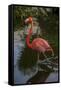 Pink Flamingo, Bavaro, Higuey, Punta Cana, Dominican Republic-Lisa S. Engelbrecht-Framed Stretched Canvas