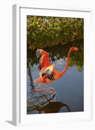 Pink Flamingo, Bavaro, Higuey, Punta Cana, Dominican Republic-Lisa S. Engelbrecht-Framed Photographic Print