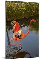 Pink Flamingo, Bavaro, Higuey, Punta Cana, Dominican Republic-Lisa S. Engelbrecht-Mounted Photographic Print