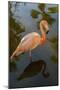 Pink Flamingo, Bavaro, Higuey, Punta Cana, Dominican Republic-Lisa S^ Engelbrecht-Mounted Photographic Print