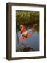 Pink Flamingo, Bavaro, Higuey, Punta Cana, Dominican Republic-Lisa S. Engelbrecht-Framed Photographic Print