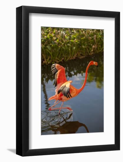 Pink Flamingo, Bavaro, Higuey, Punta Cana, Dominican Republic-Lisa S. Engelbrecht-Framed Photographic Print