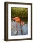 Pink Flamingo, Bavaro, Higuey, Punta Cana, Dominican Republic-Lisa S. Engelbrecht-Framed Photographic Print