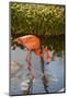 Pink Flamingo, Bavaro, Higuey, Punta Cana, Dominican Republic-Lisa S. Engelbrecht-Mounted Photographic Print