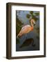 Pink Flamingo, Bavaro, Higuey, Punta Cana, Dominican Republic-Lisa S^ Engelbrecht-Framed Photographic Print