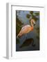 Pink Flamingo, Bavaro, Higuey, Punta Cana, Dominican Republic-Lisa S^ Engelbrecht-Framed Photographic Print