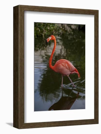 Pink Flamingo, Bavaro, Higuey, Punta Cana, Dominican Republic-Lisa S. Engelbrecht-Framed Photographic Print