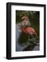 Pink Flamingo, Bavaro, Higuey, Punta Cana, Dominican Republic-Lisa S. Engelbrecht-Framed Photographic Print