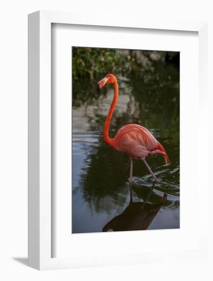 Pink Flamingo, Bavaro, Higuey, Punta Cana, Dominican Republic-Lisa S. Engelbrecht-Framed Photographic Print