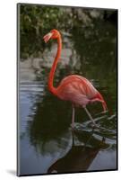 Pink Flamingo, Bavaro, Higuey, Punta Cana, Dominican Republic-Lisa S. Engelbrecht-Mounted Photographic Print