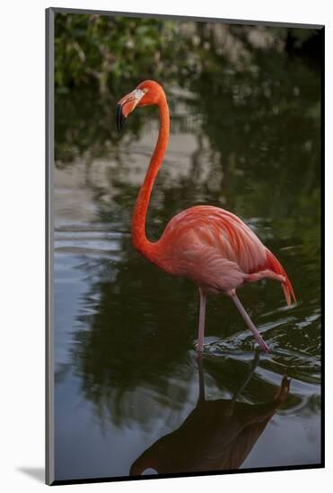 Pink Flamingo, Bavaro, Higuey, Punta Cana, Dominican Republic-Lisa S. Engelbrecht-Mounted Photographic Print