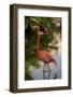 Pink Flamingo, Bavaro, Higuey, Punta Cana, Dominican Republic-Lisa S. Engelbrecht-Framed Photographic Print